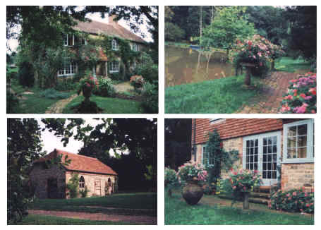 Goldrcoll1.jpg (796575 bytes)